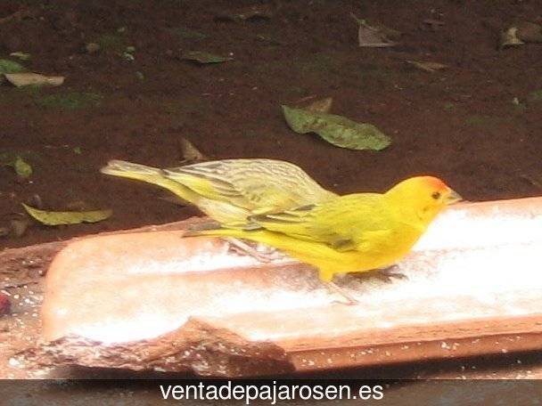 Cria de canarios en casa Torresandino?